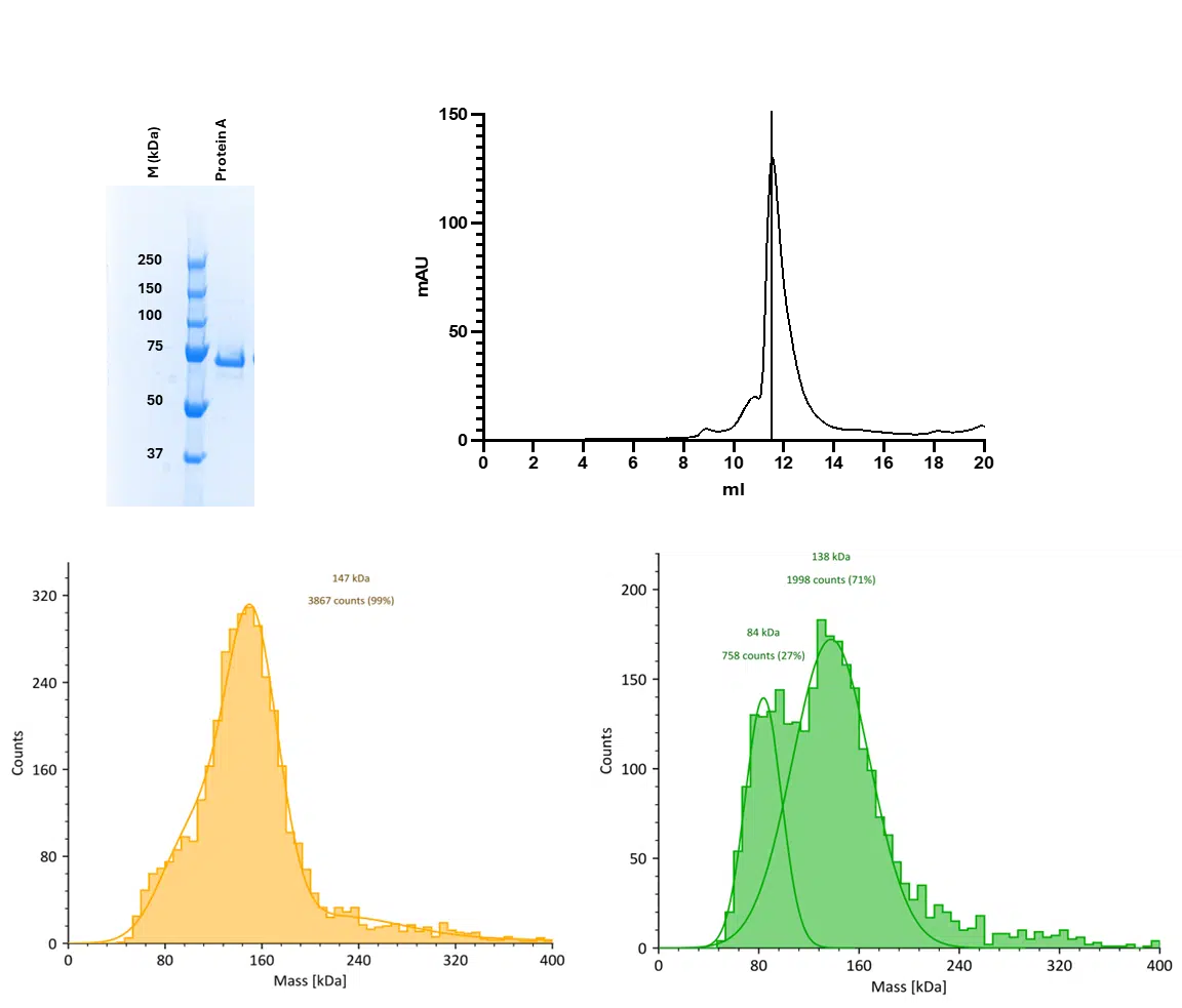 Mass Photometry: An Easy Way to Determine Protein Oligomerization and Heterogeneity
